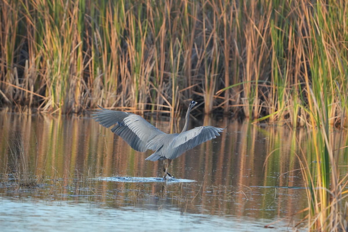 herodiashegre - ML646973806