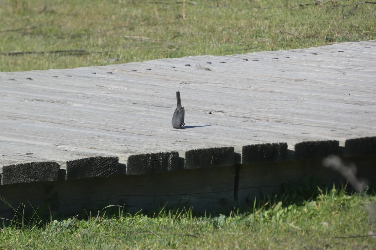 Sardinian Warbler - ML646973810