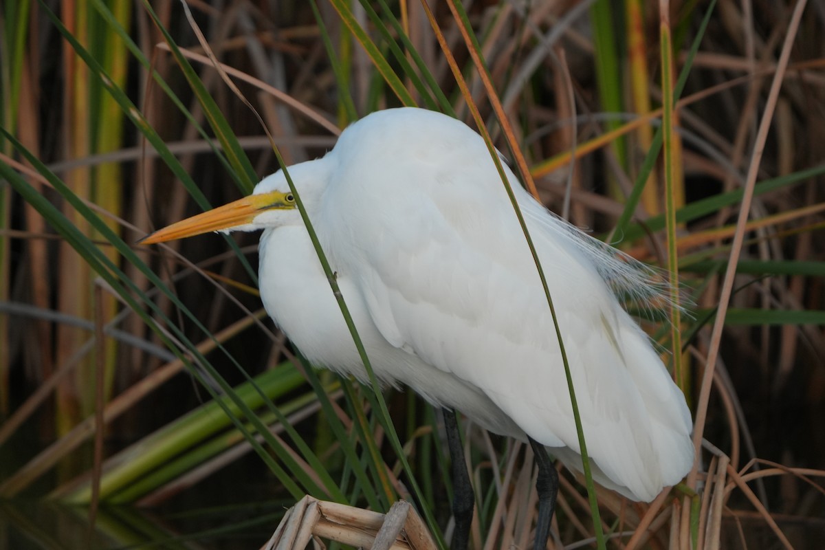 egretthegre - ML646973812