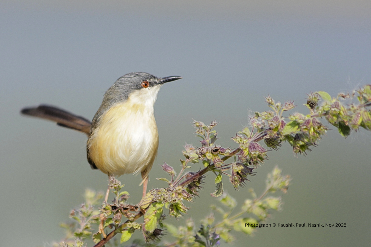 Ashy Prinia - ML646973814
