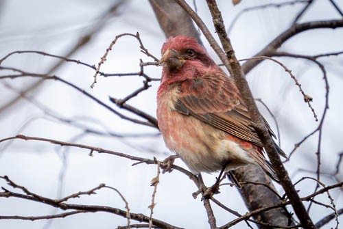 Purpurgimpel - ML646973815