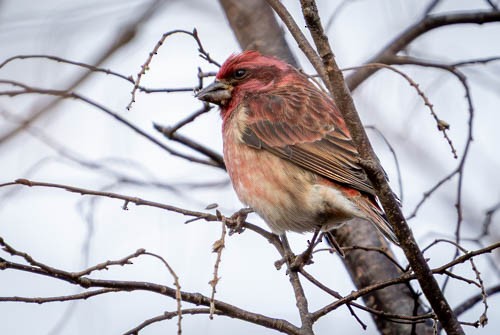 Purpurgimpel - ML646973816