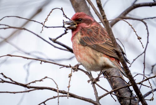 Purpurgimpel - ML646973817