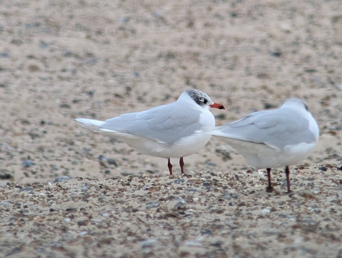 Mouette mélanocéphale - ML646973824