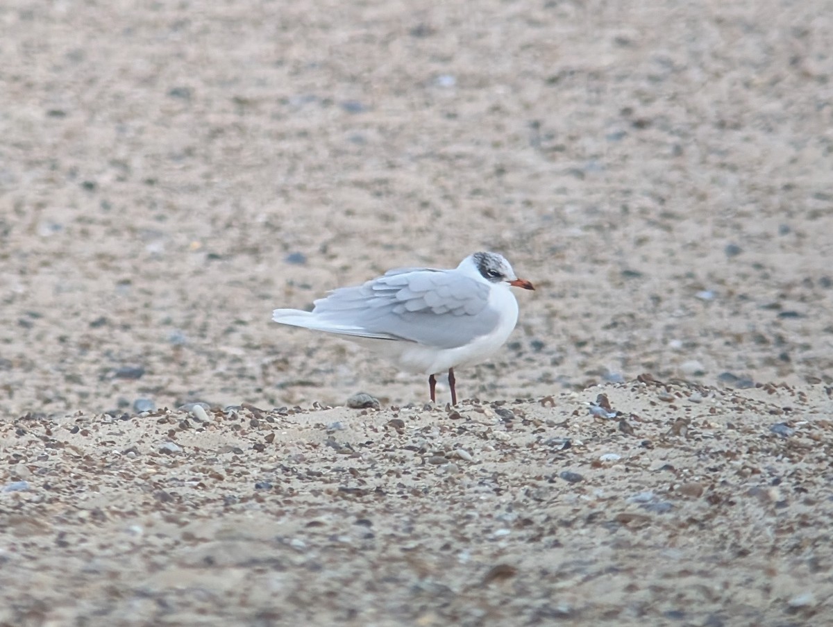 Mouette mélanocéphale - ML646973825