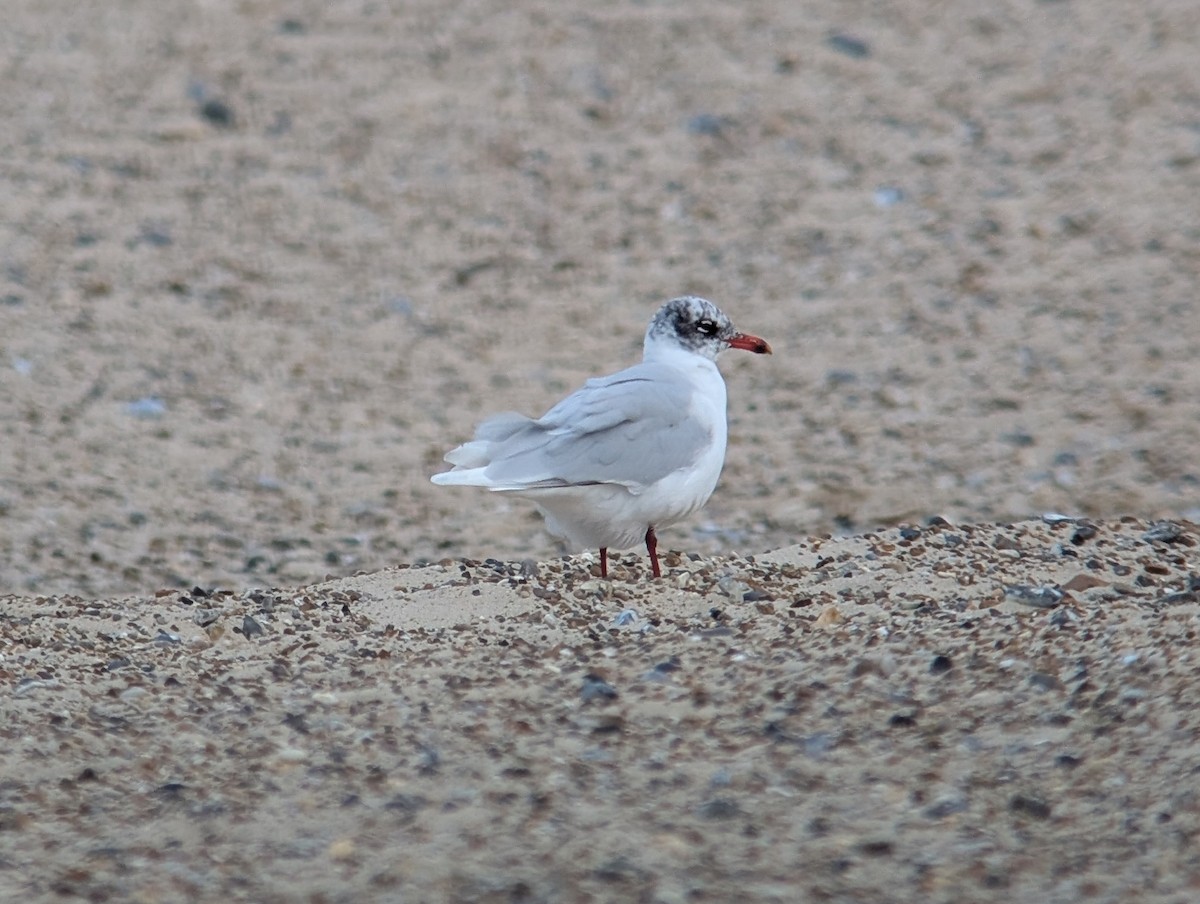 Mouette mélanocéphale - ML646973826