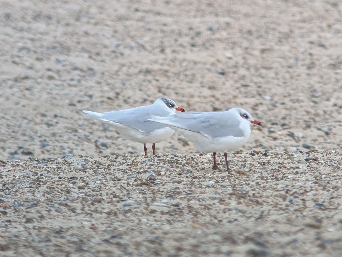 Mouette mélanocéphale - ML646973827
