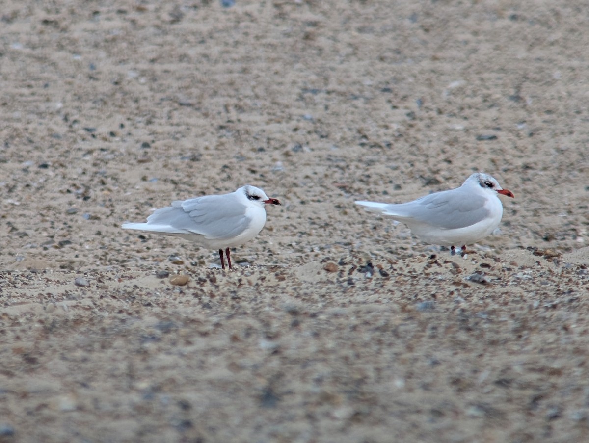 Mouette mélanocéphale - ML646973828