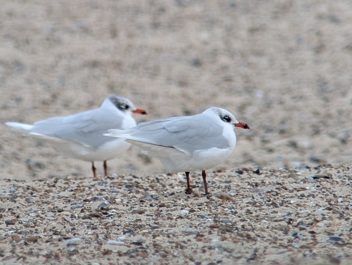Mouette mélanocéphale - ML646973829