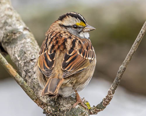 Weißkehlammer - ML646973837