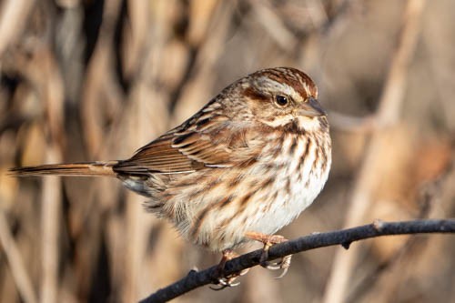 Singammer - ML646973839