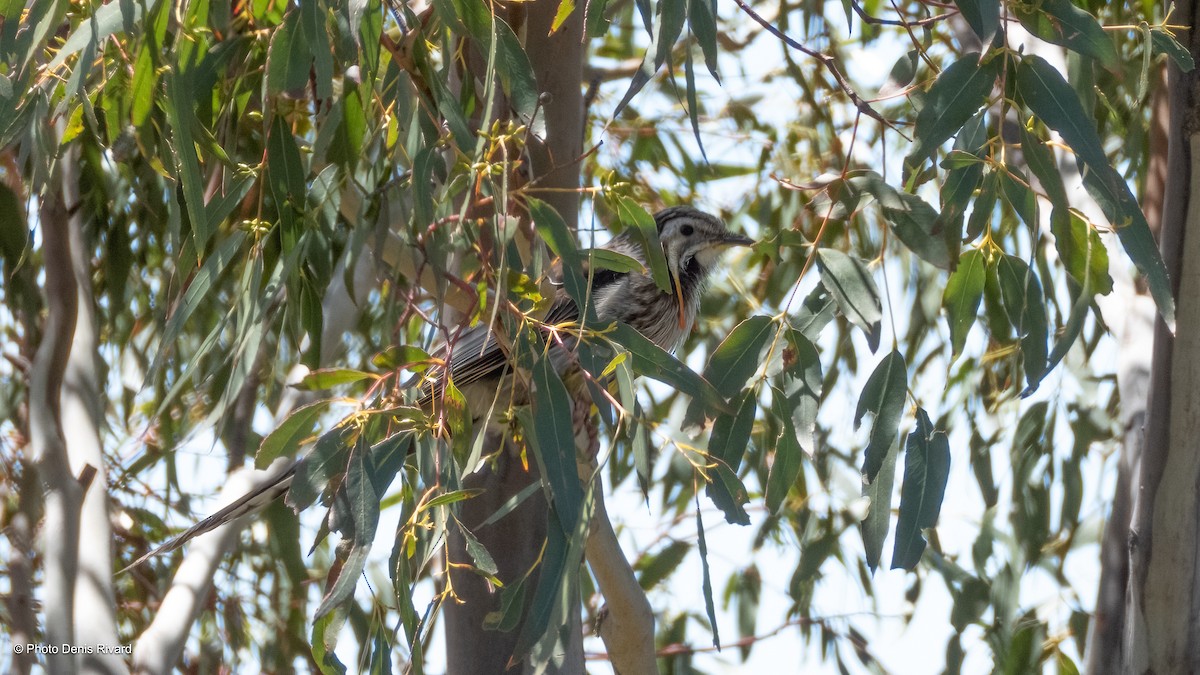 Yellow Wattlebird - ML646973842