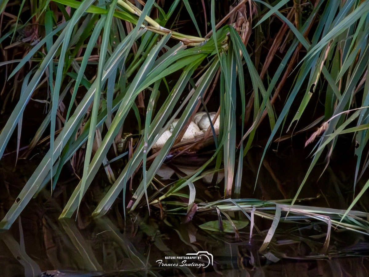 Common Gallinule - ML646973847