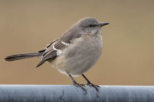 Gartenspottdrossel - ML646973886