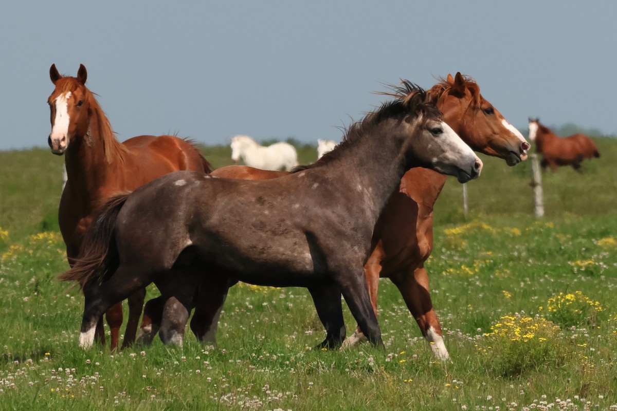 Domestic Horse - ML646973888