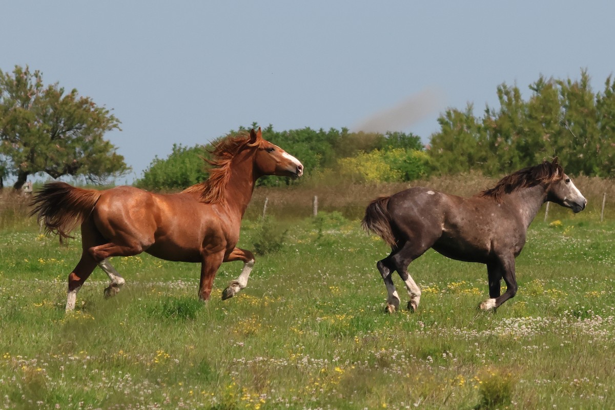 Domestic Horse - ML646973889