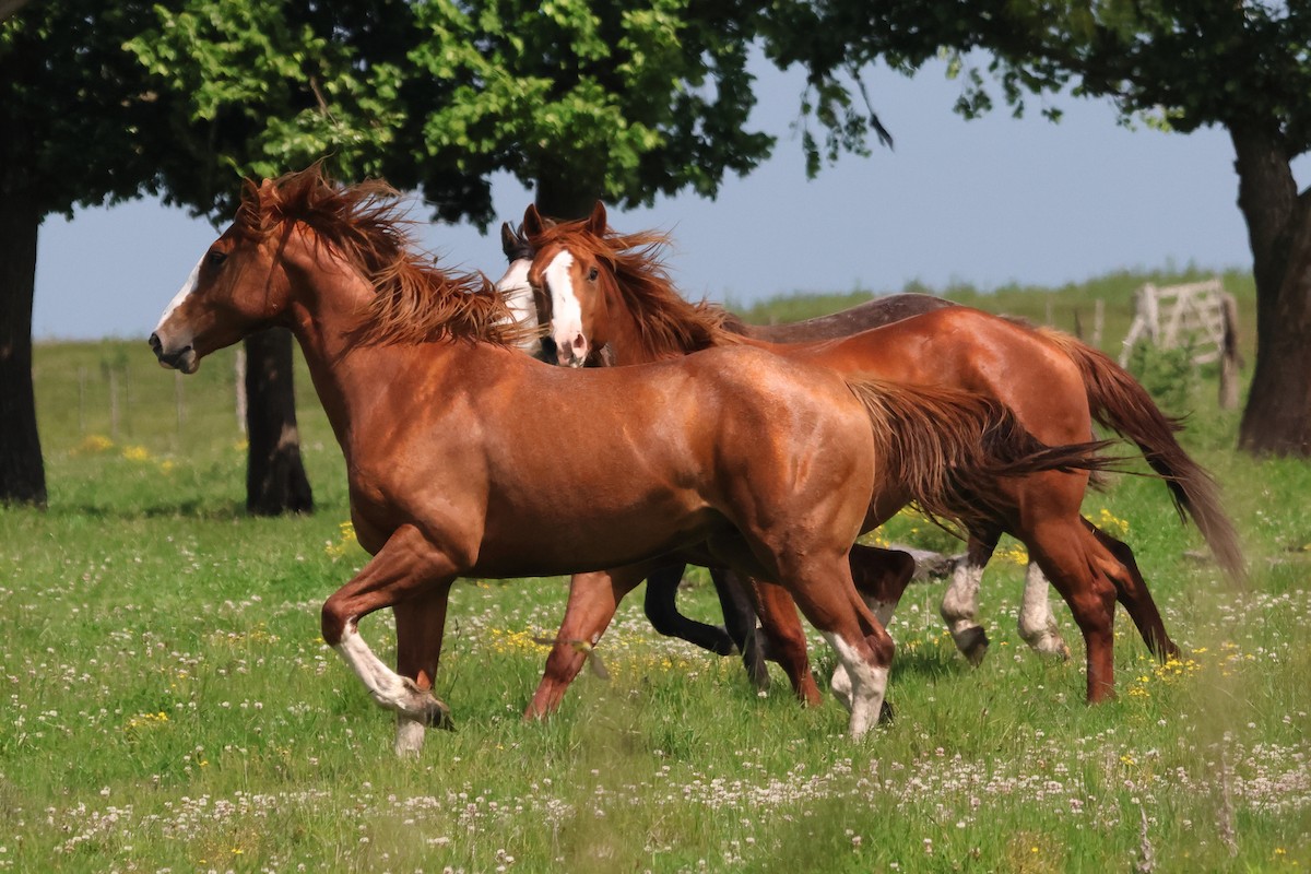 Domestic Horse - ML646973890