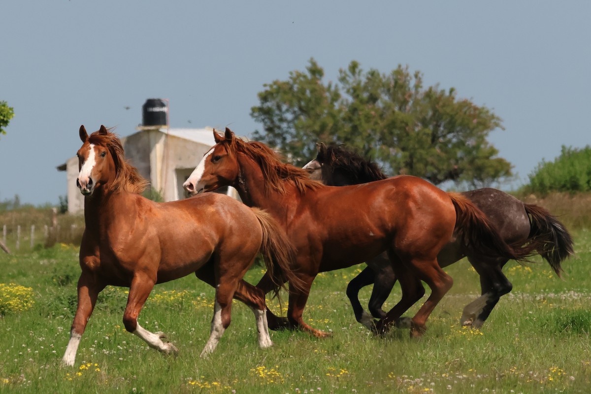 Domestic Horse - ML646973891