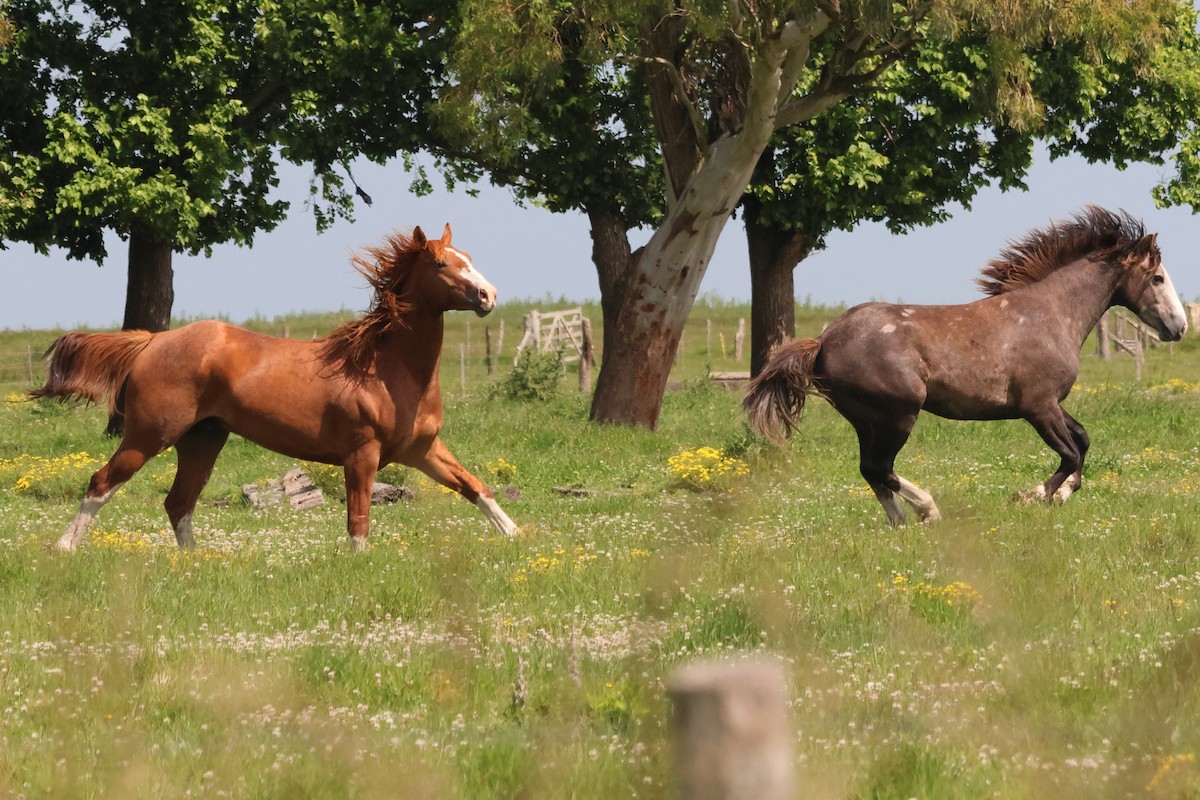 Domestic Horse - ML646973892