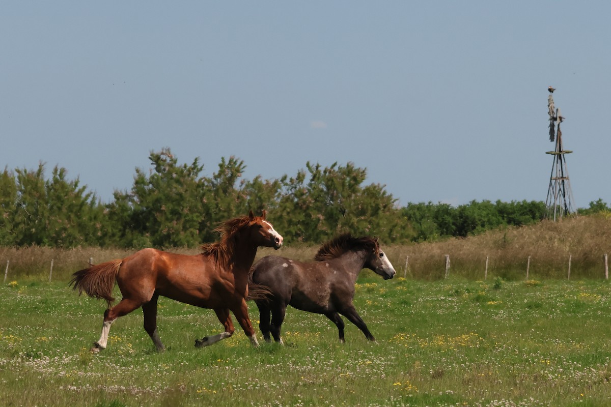 Domestic Horse - ML646973893