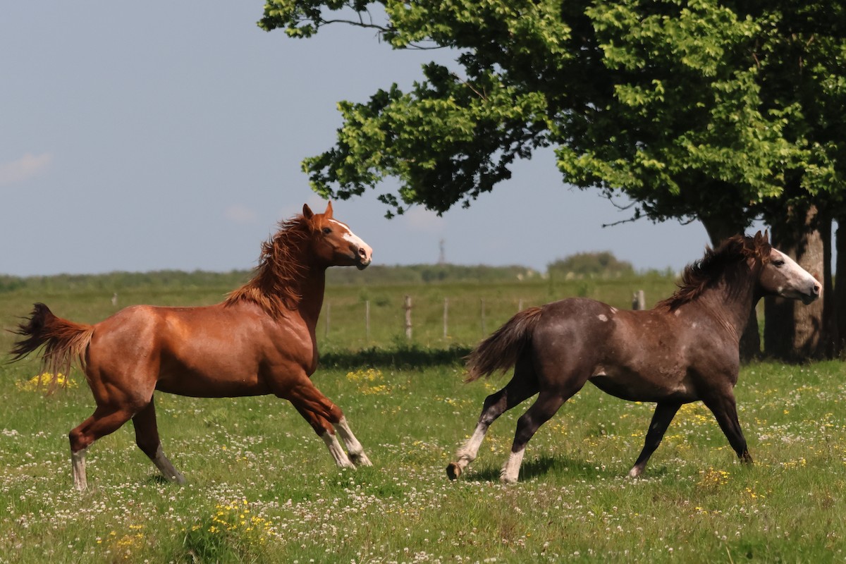 Domestic Horse - ML646973894