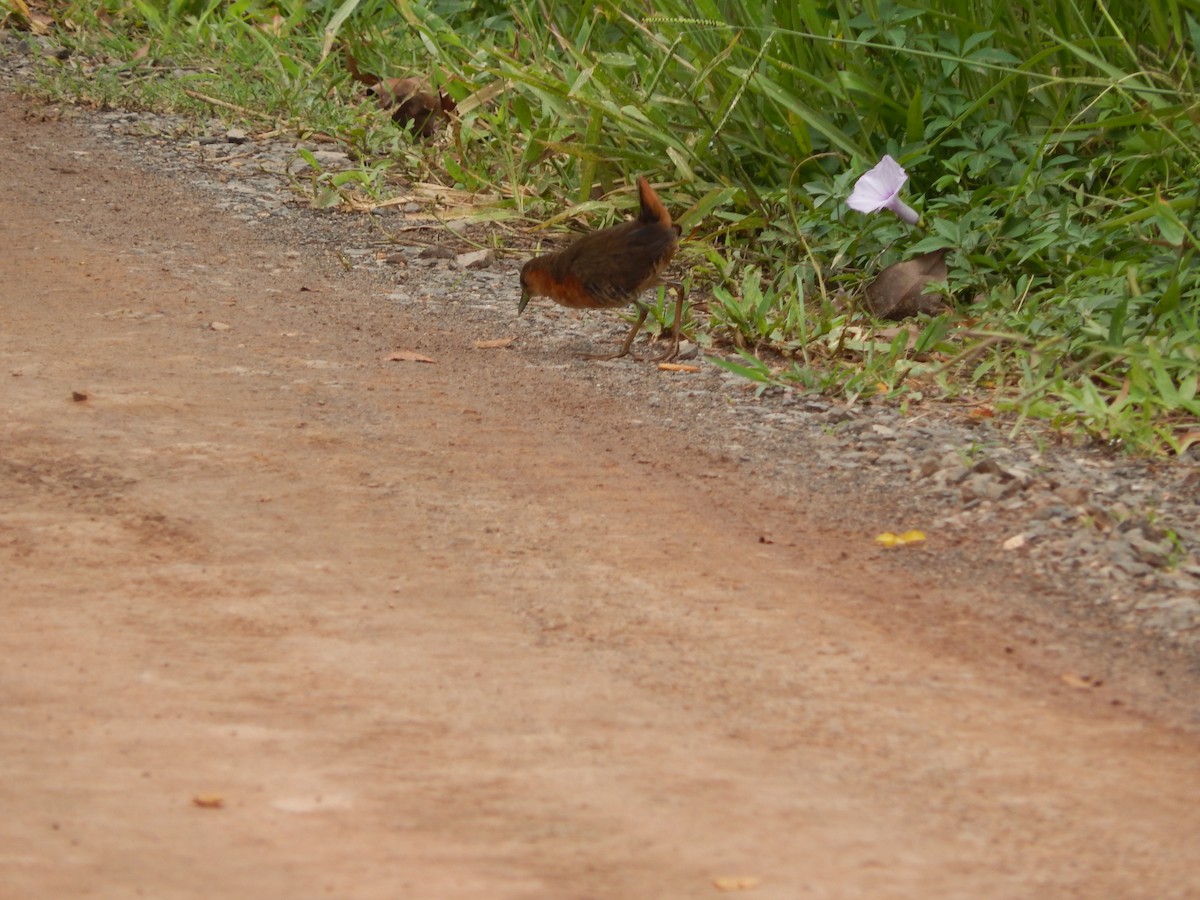 Rufous-sided Crake - ML646973896
