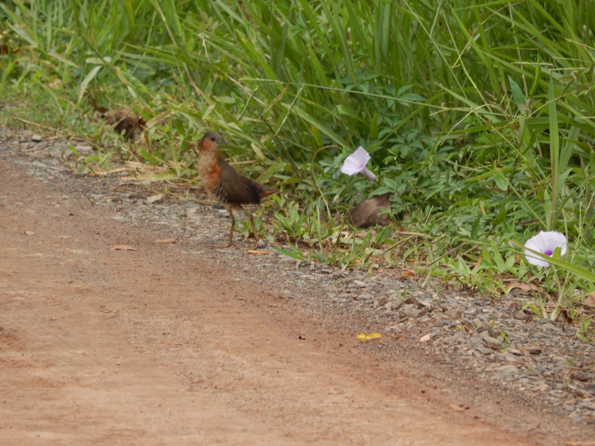 Rufous-sided Crake - ML646973898