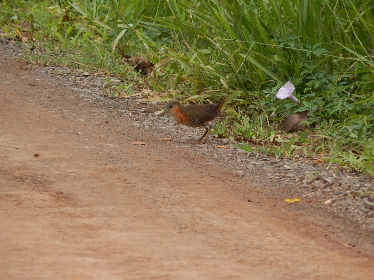 Rufous-sided Crake - ML646973899