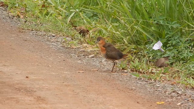 Rufous-sided Crake - ML646973900