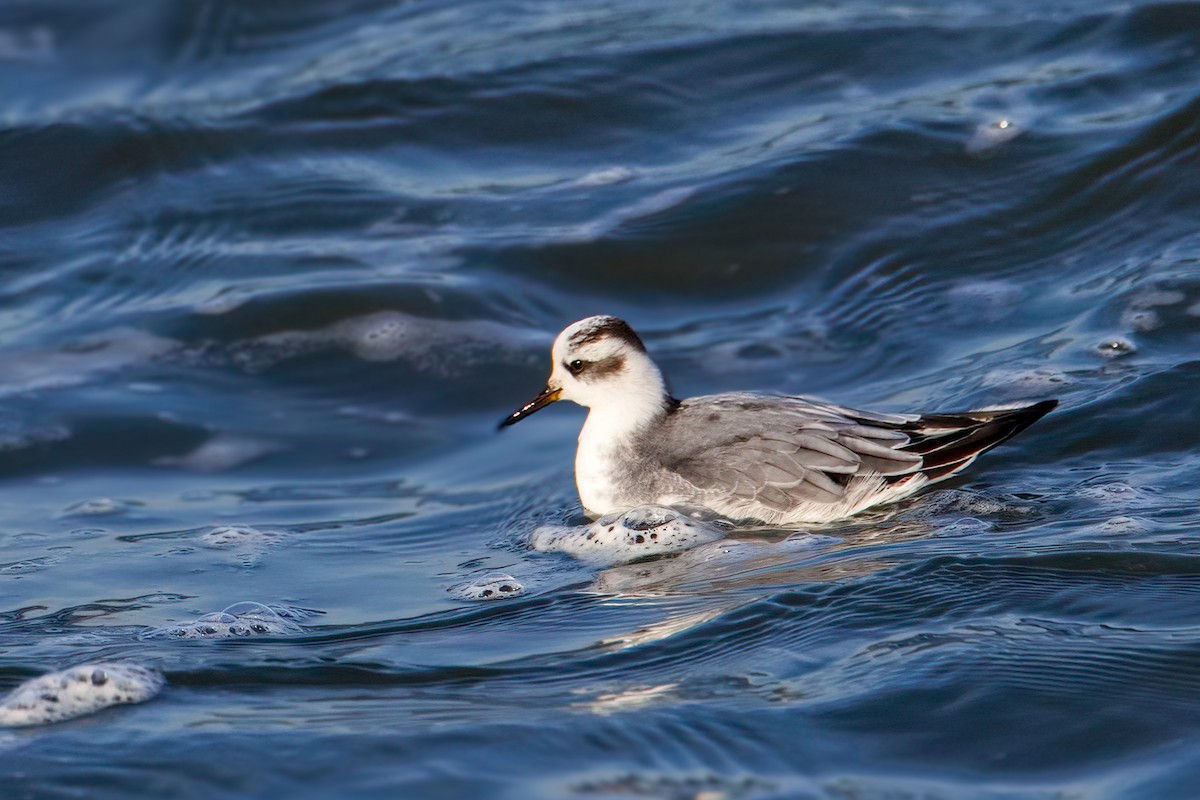 Falaropo Picogrueso - ML646973905