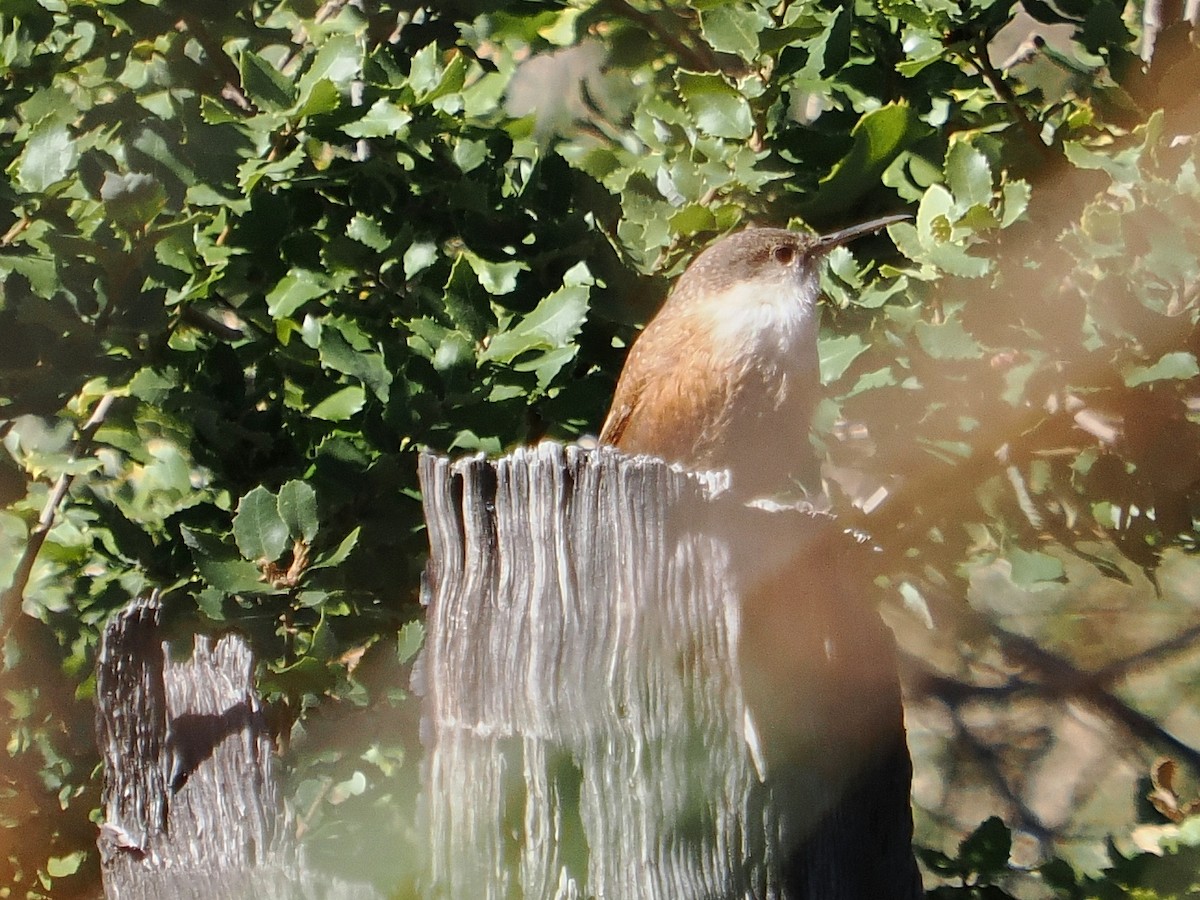 Каньонный крапивник - ML646973911