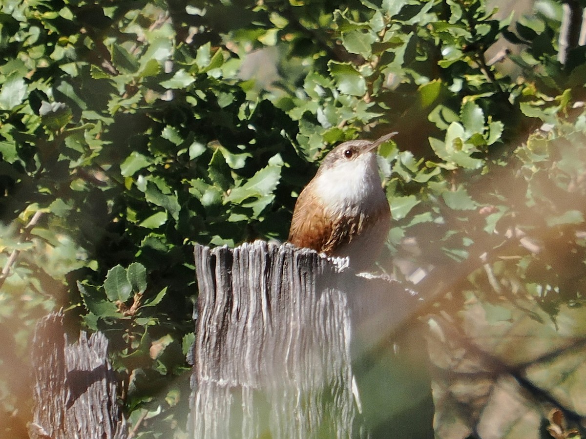 Каньонный крапивник - ML646973912