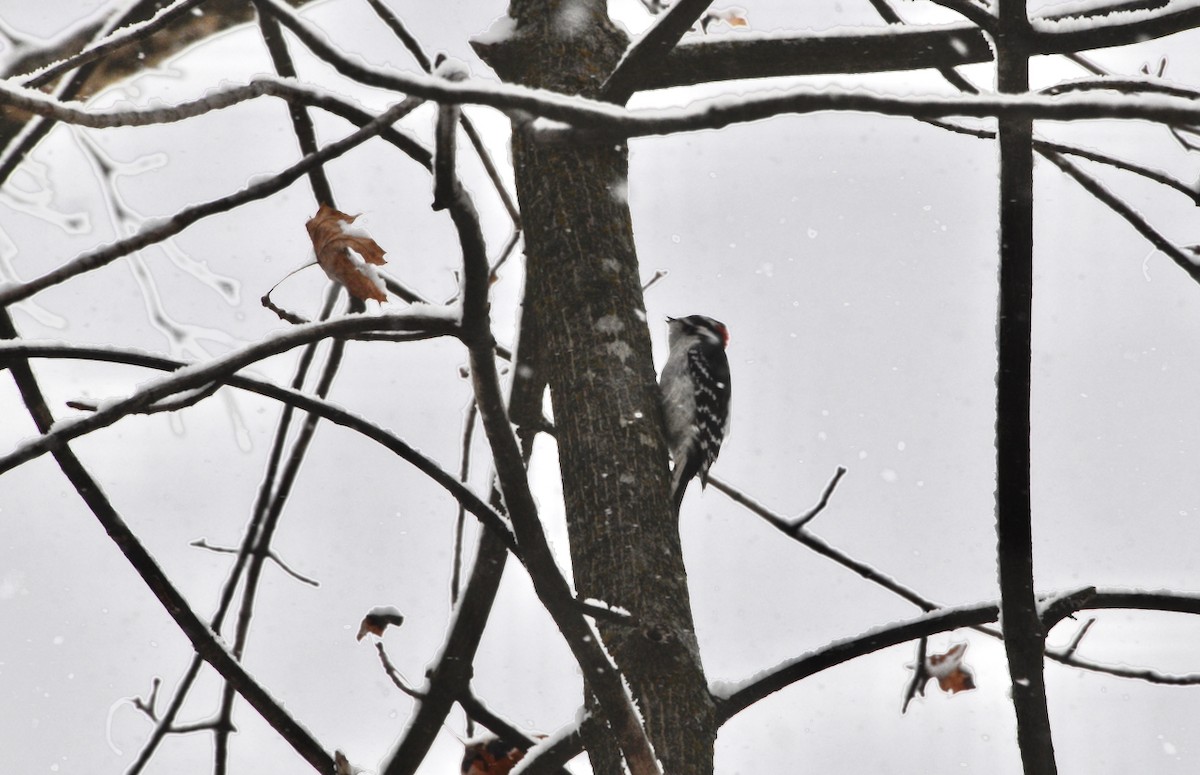 Downy Woodpecker - ML646973913