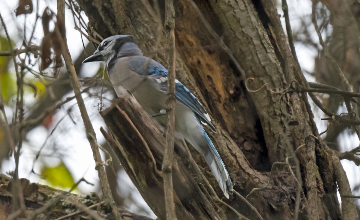 Blue Jay - ML646973920