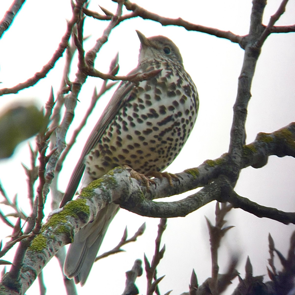 Mistle Thrush - ML646973928