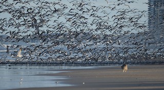 Frank Rendon Park/Daytona Beach Shores, Volusia, Florida, United States ...