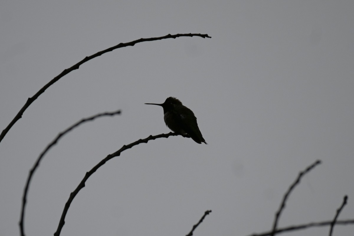 Anna's Hummingbird - ML646973944