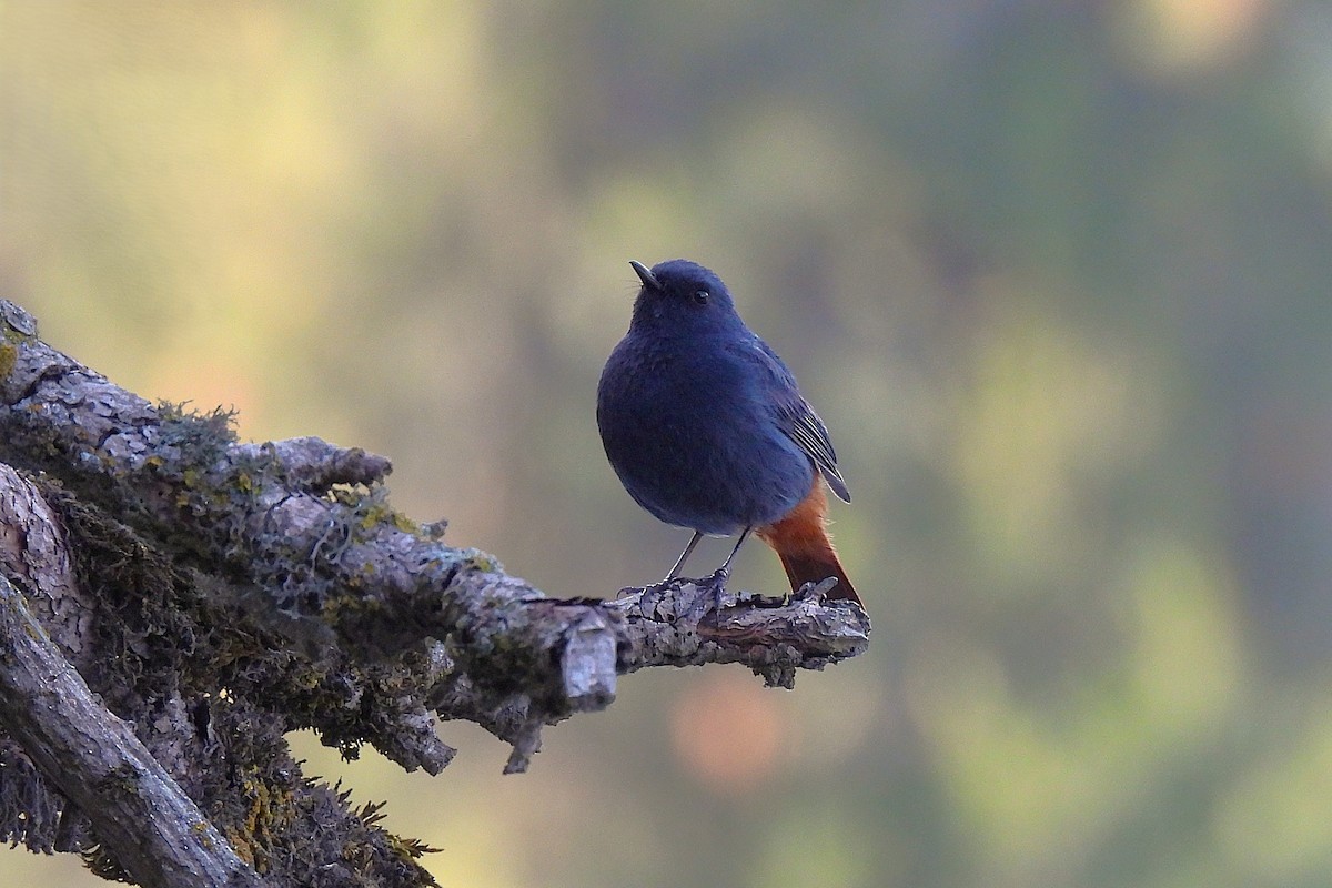 カワビタキ - ML646973945