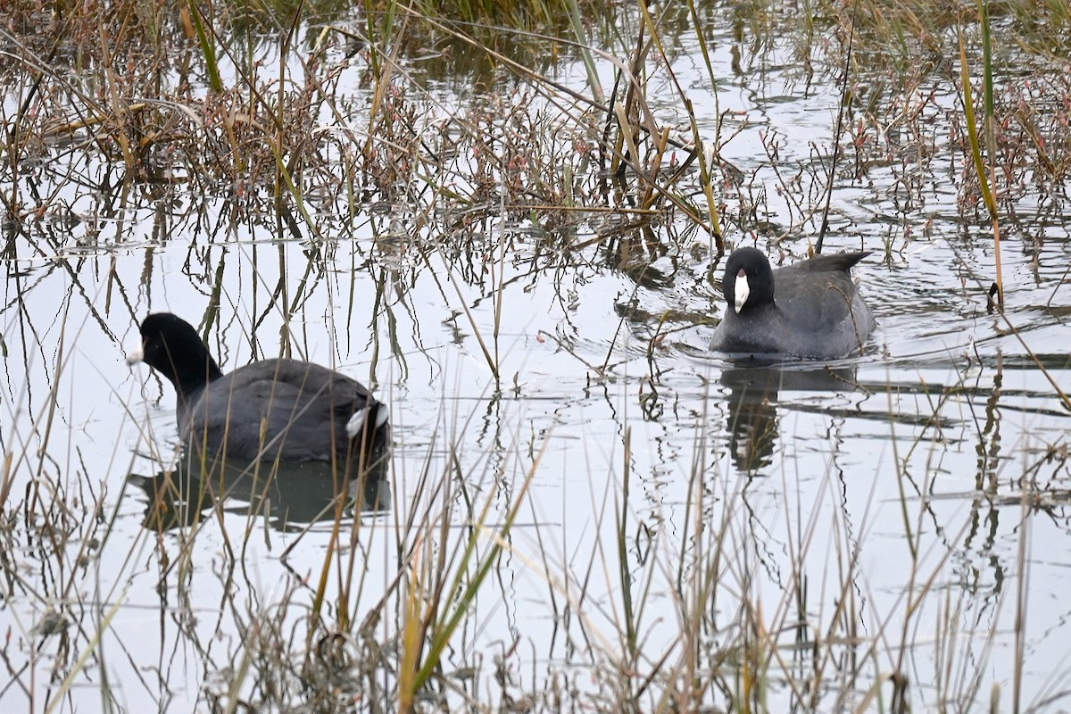 American Coot - ML646973946