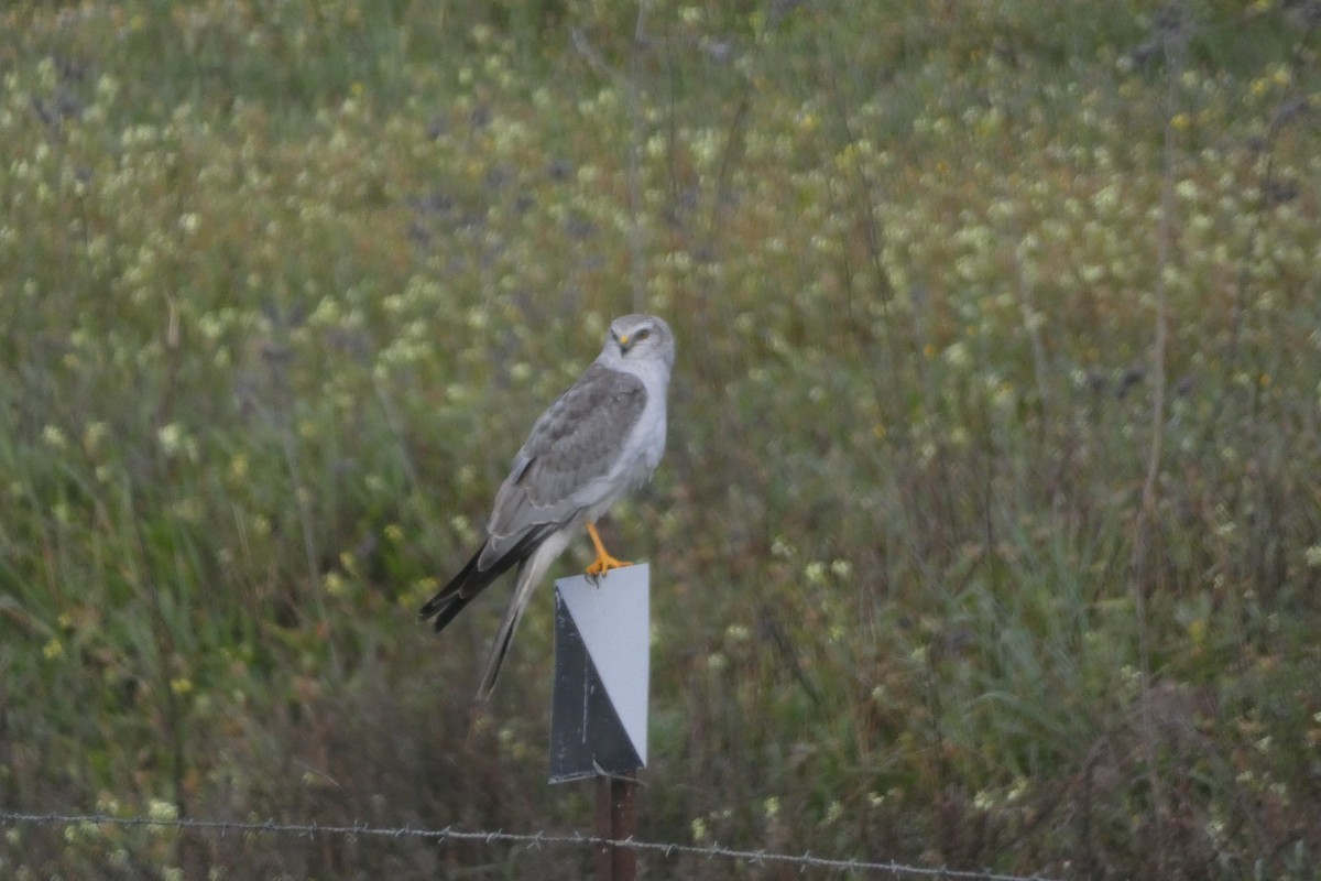 Pallid Harrier - ML646973952