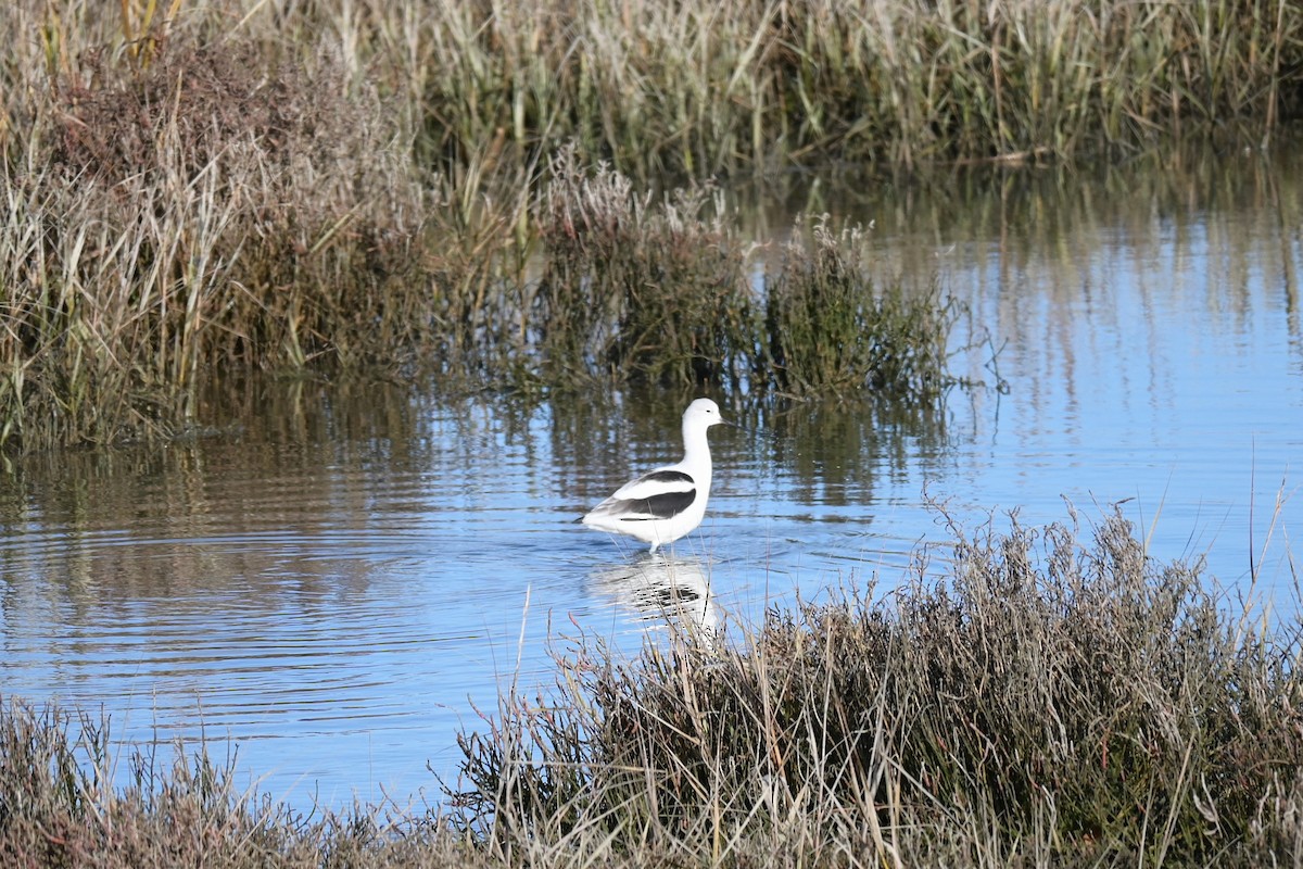 American Avocet - ML646973955