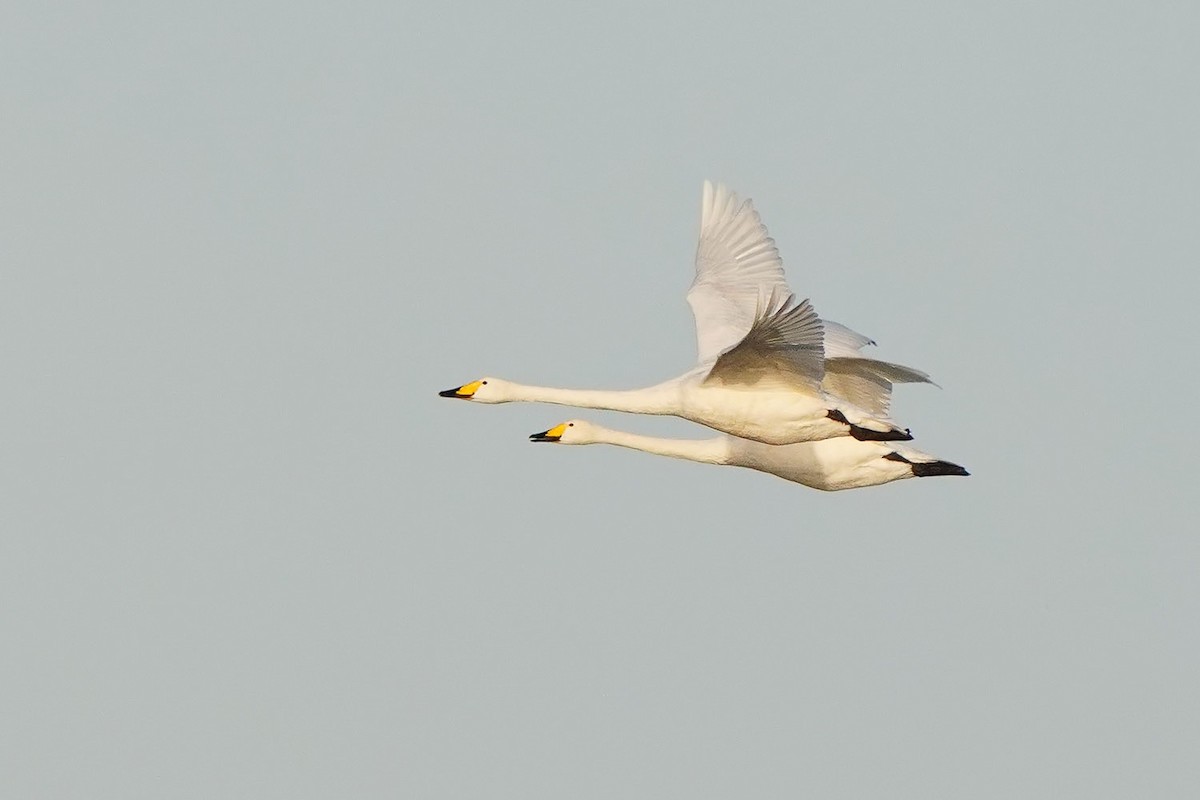 Singschwan - ML646973956