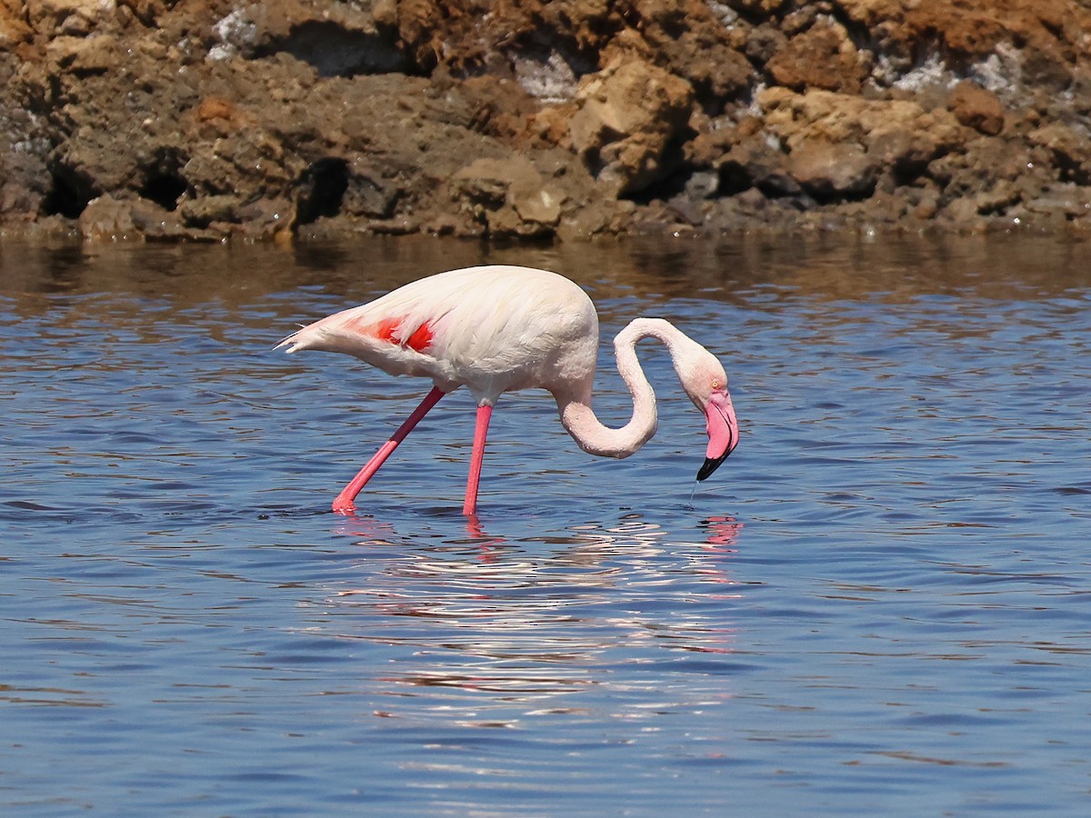 Rosaflamingo - ML646973957