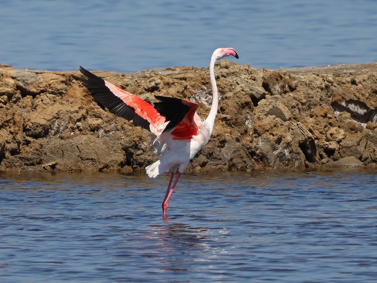 Rosaflamingo - ML646973958