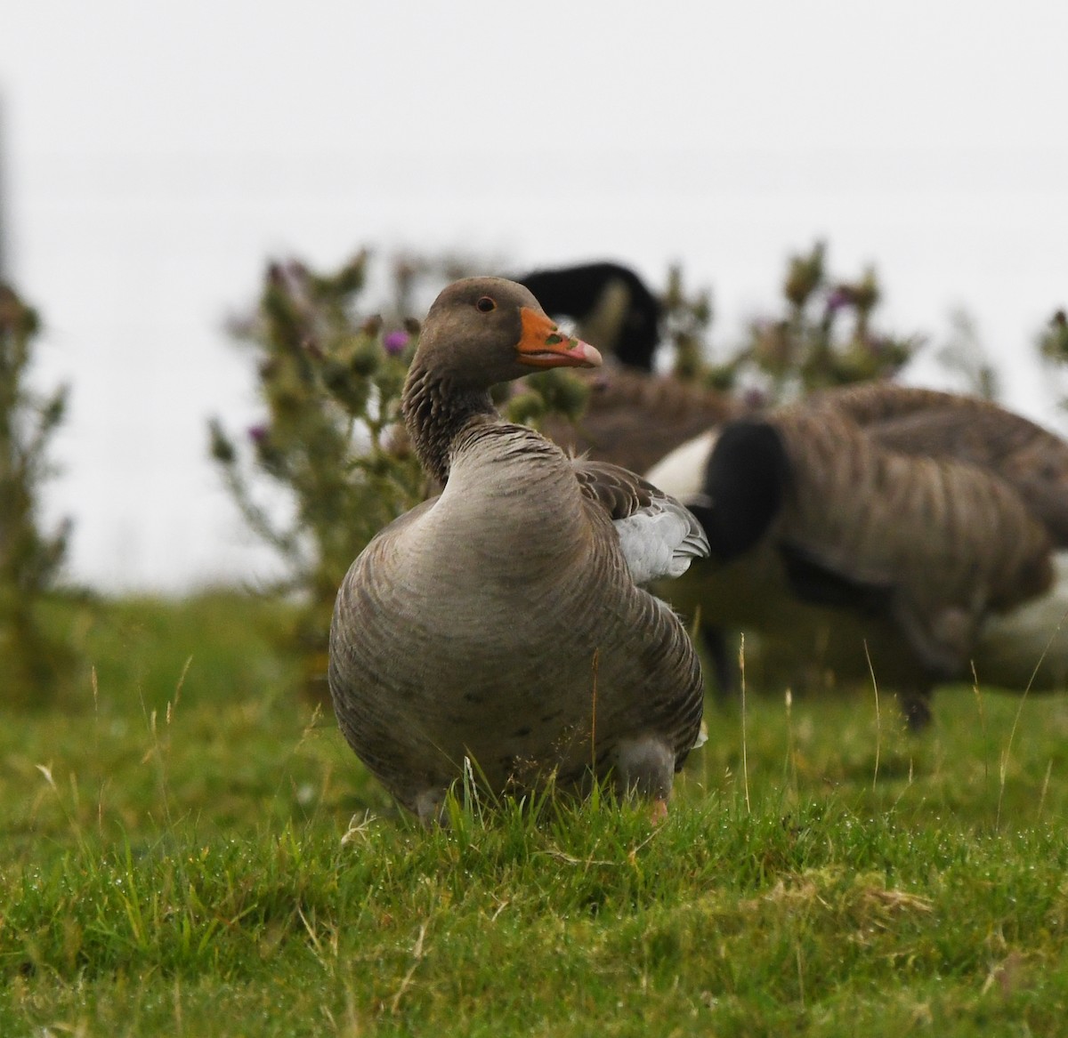 Graugans (anser) - ML646973959