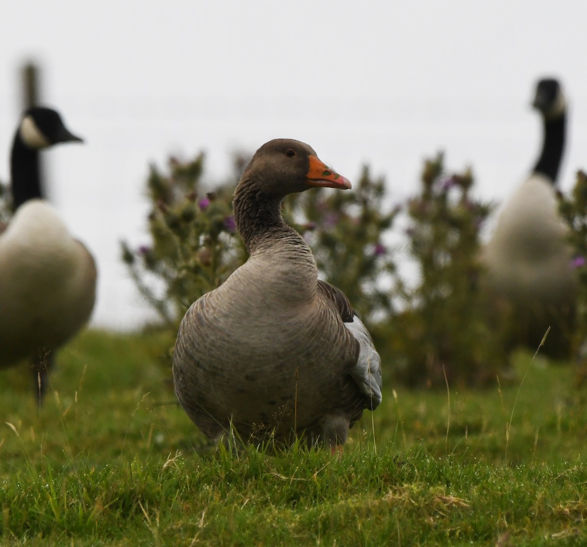 Graugans (anser) - ML646973960