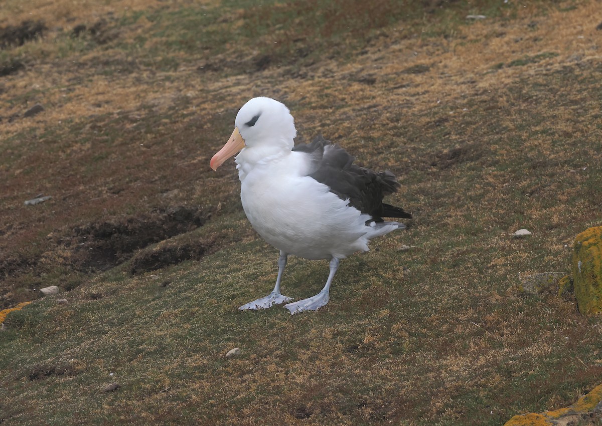 Schwarzbrauenalbatros (melanophris) - ML646973961