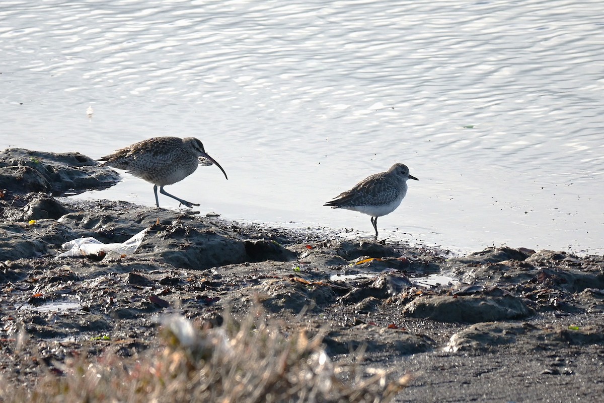 Kiebitzregenpfeifer - ML646973962