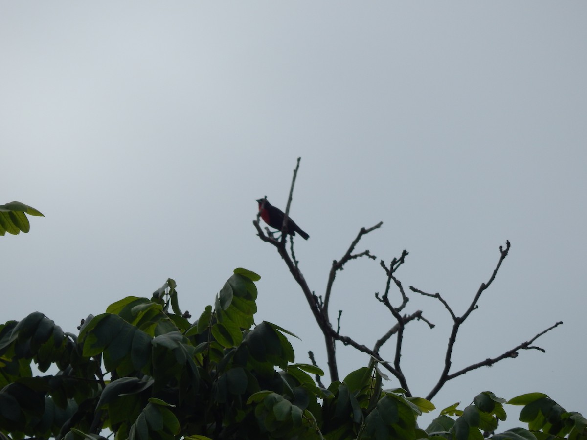 Weißbrauenstärling - ML646973963