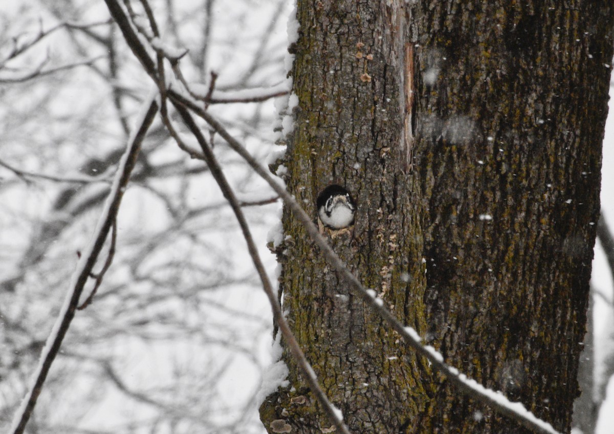 Dunenspecht - ML646973964